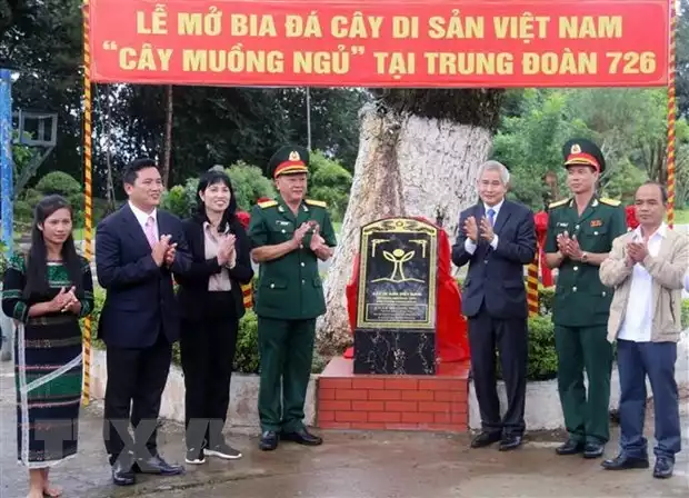 Cây di sản Việt Nam (Công ty lâm nghiệp Nam Tây Nguyên, thác Mơ, Trung đoàn 726)